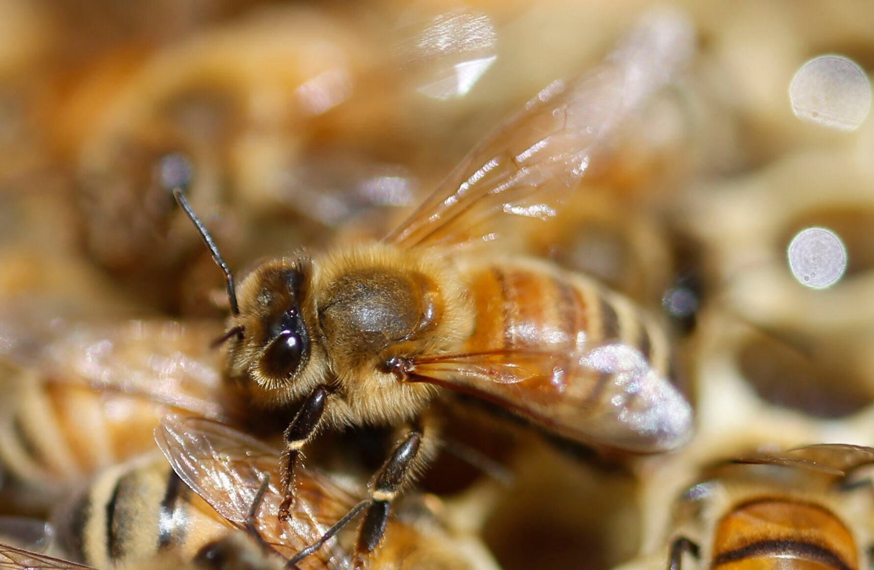 World Bee Day
